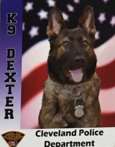 K-9 Dexter