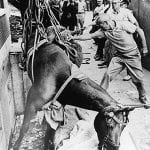 Mounted Police - Tony the Horse - 1969 photo