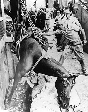 Mounted Police - Tony the Horse - 1969 photo