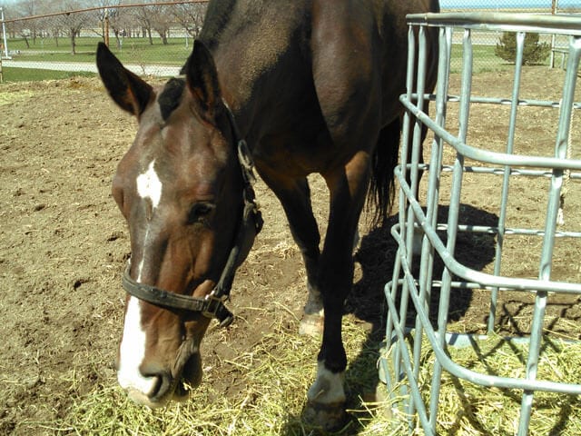 Mounted Unit Story: Oscar