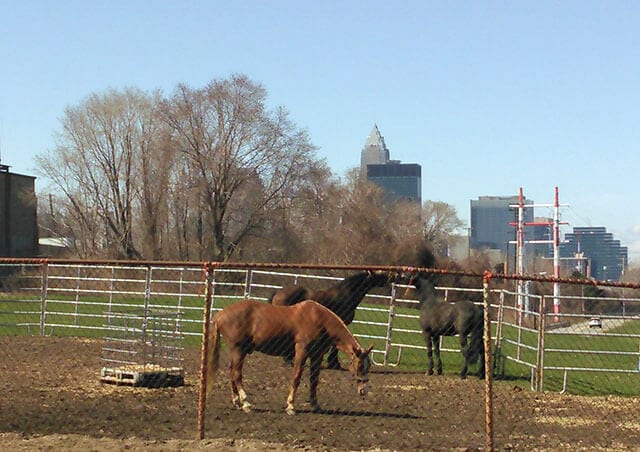 The urban landscape forms a backdrop to the horses home