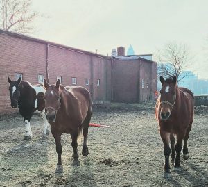 Mounted Unit horses Larry Jim and Jack