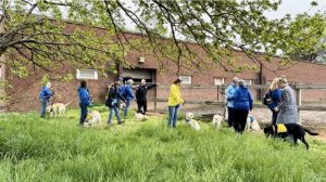 Trainers and puppies walk in the grass outside the Mounted Unit barn during the acclimation session.