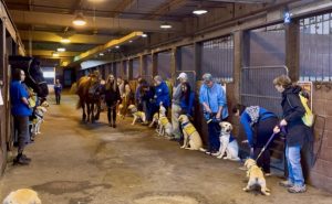 Horses and dogs line up in the stable aisle as part of an introduction exercise.