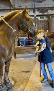 A service puppy sniffs noses with a Cleveland Police horse during a close-up greeting.