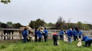 Volunteers with service dogs in training interact with Cleveland Police horses through a pasture fence.