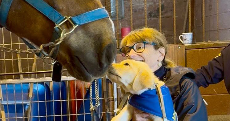 Canine Companions visit the Mounted Unit Preview