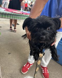 A small black dog on a leash looks toward the camera while being held up by its owner at the Feast of the Assumption.